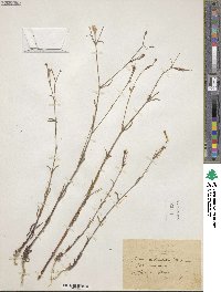 Silene reticulata image