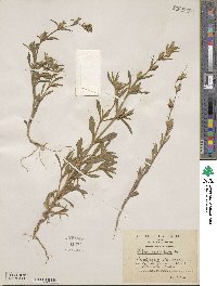 Silene tridentata image