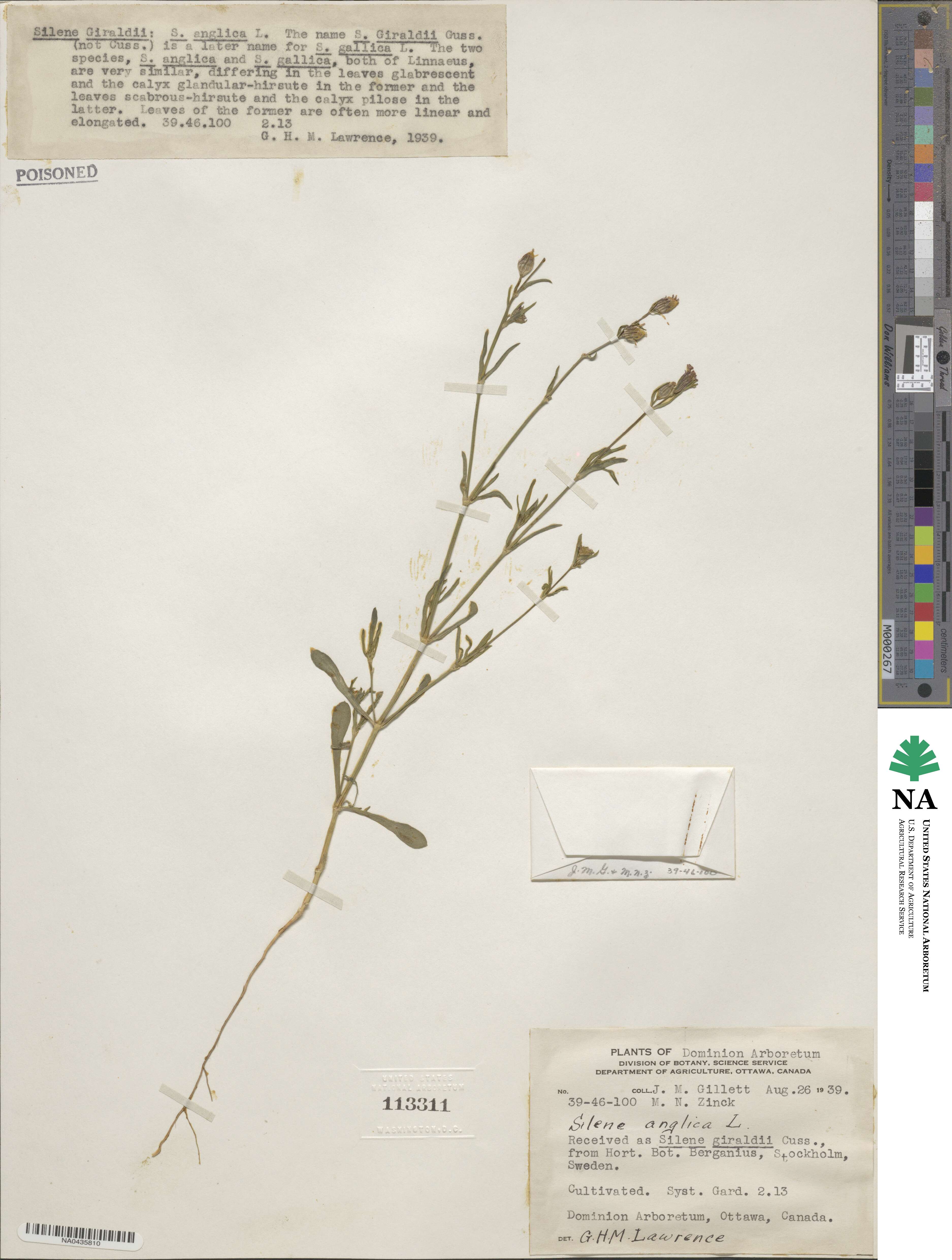 Silene gallica image