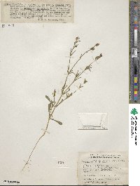 Silene gallica image