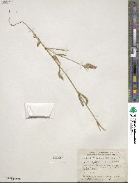 Silene gallica image