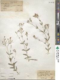 Silene armeria image