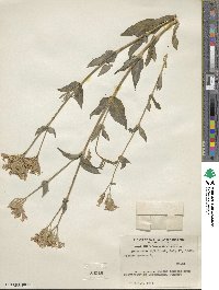 Silene armeria image