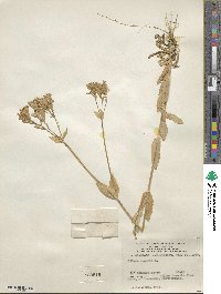 Silene armeria image