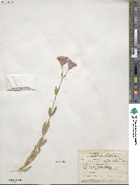 Silene armeria image