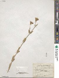 Silene armeria image