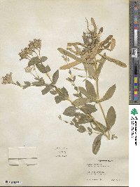 Silene armeria image