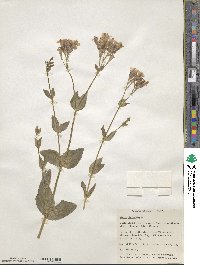 Silene armeria image