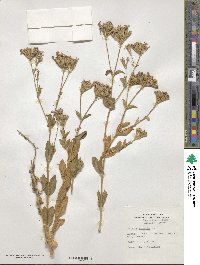 Silene armeria image