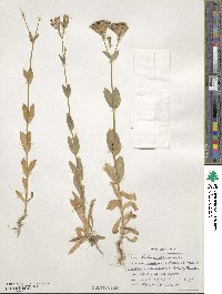 Silene armeria image