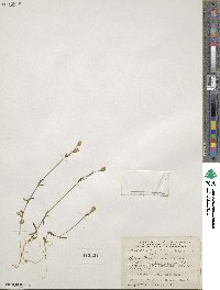 Silene rubella subsp. rubella image