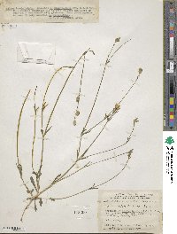 Image of Silene clandestina