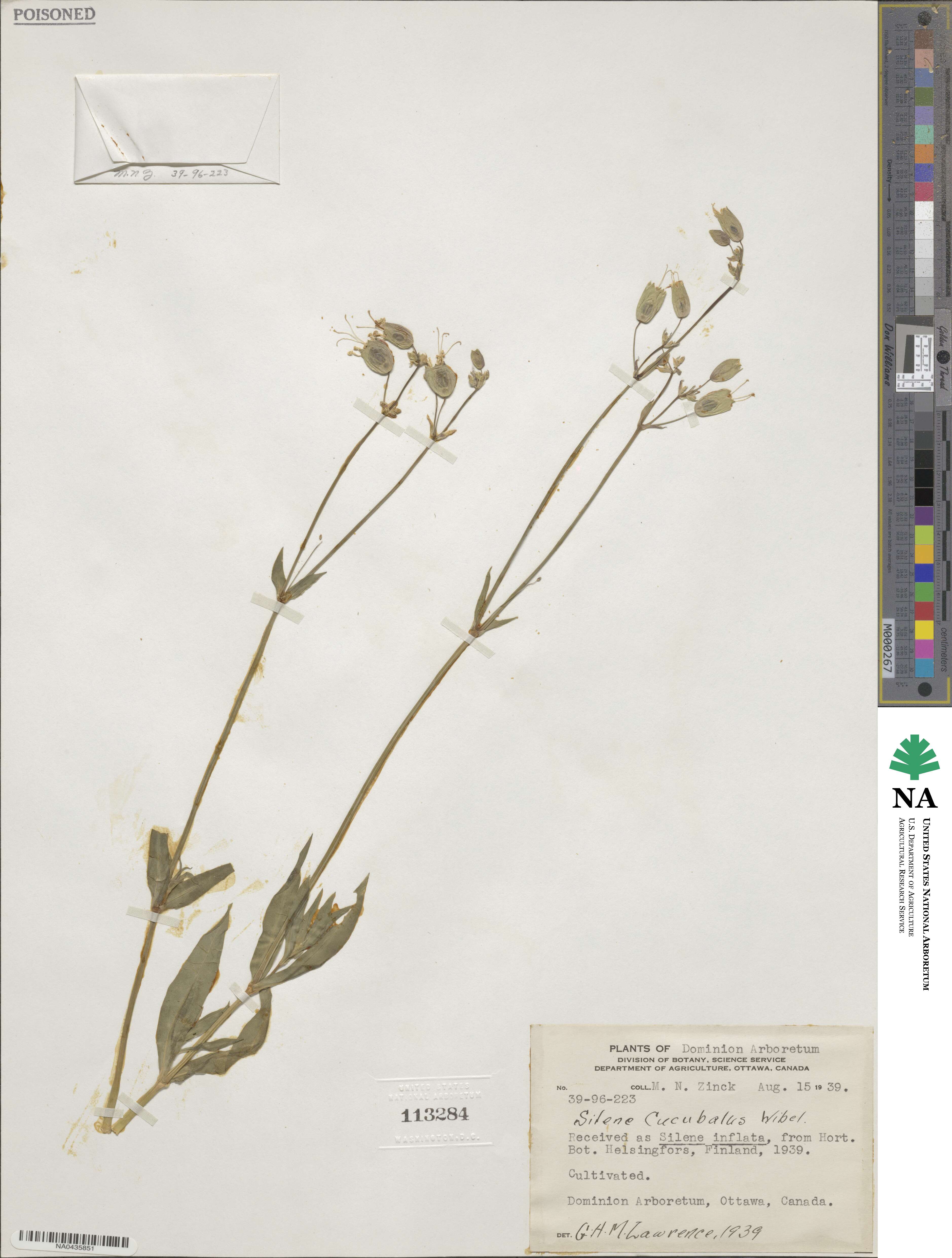 Silene vulgaris image