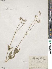 Silene vulgaris subsp. vulgaris image