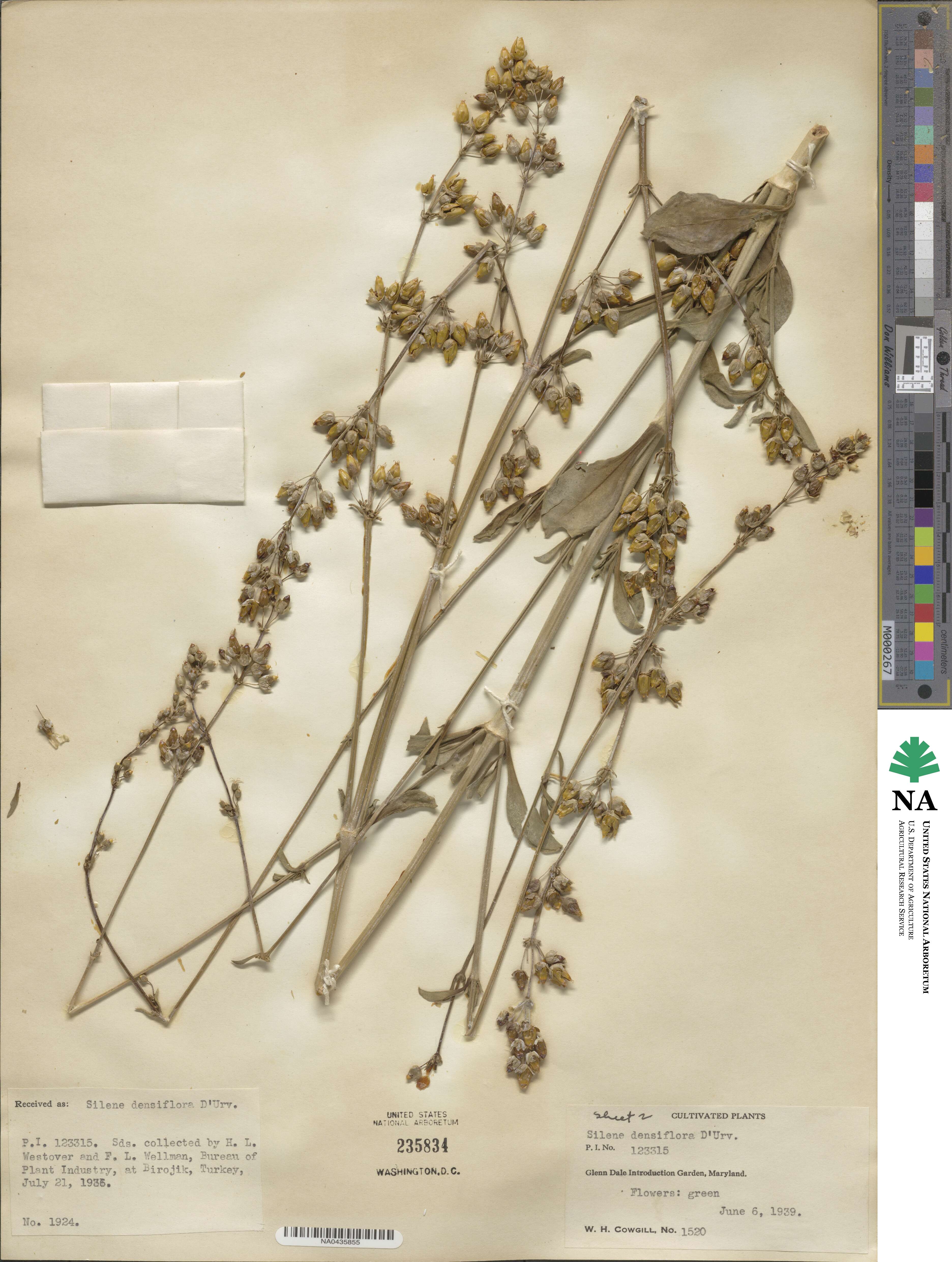 Silene densiflora image