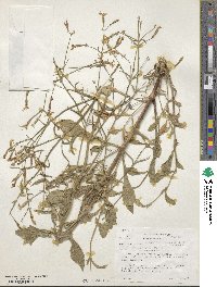 Silene italica image