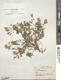 Silene maritima image