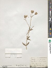 Silene maritima image