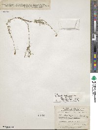 Silene saxifraga image