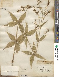 Silene stellata image