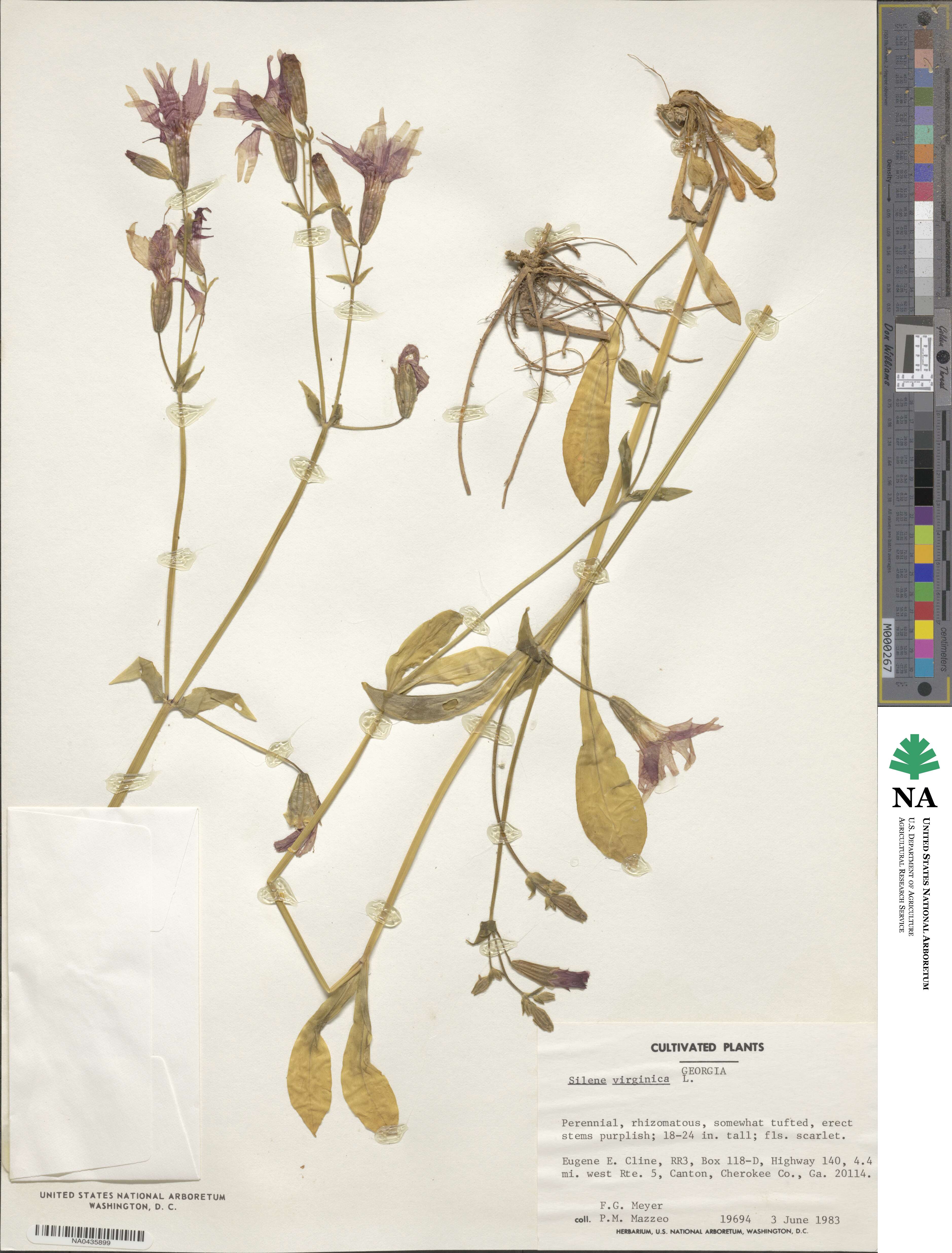 Silene virginica image
