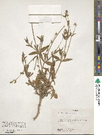 Silene latifolia subsp. alba image