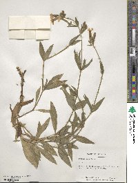 Silene latifolia subsp. alba image