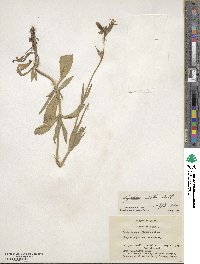 Silene latifolia subsp. alba image