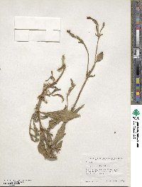 Silene latifolia image