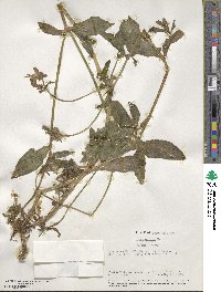 Silene latifolia image