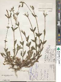 Silene latifolia image