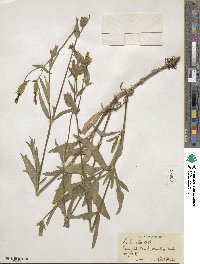 Silene latifolia subsp. alba image