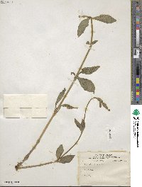 Silene latifolia image