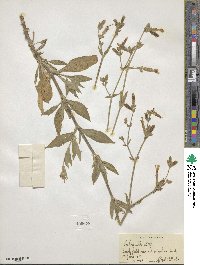 Silene latifolia subsp. alba image