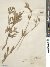 Silene latifolia subsp. alba image