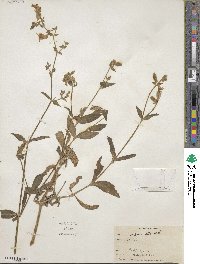 Silene latifolia subsp. alba image