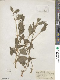 Silene latifolia image