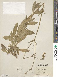 Silene latifolia subsp. alba image