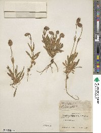 Lychnis apetala image