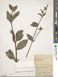 Silene dioica image