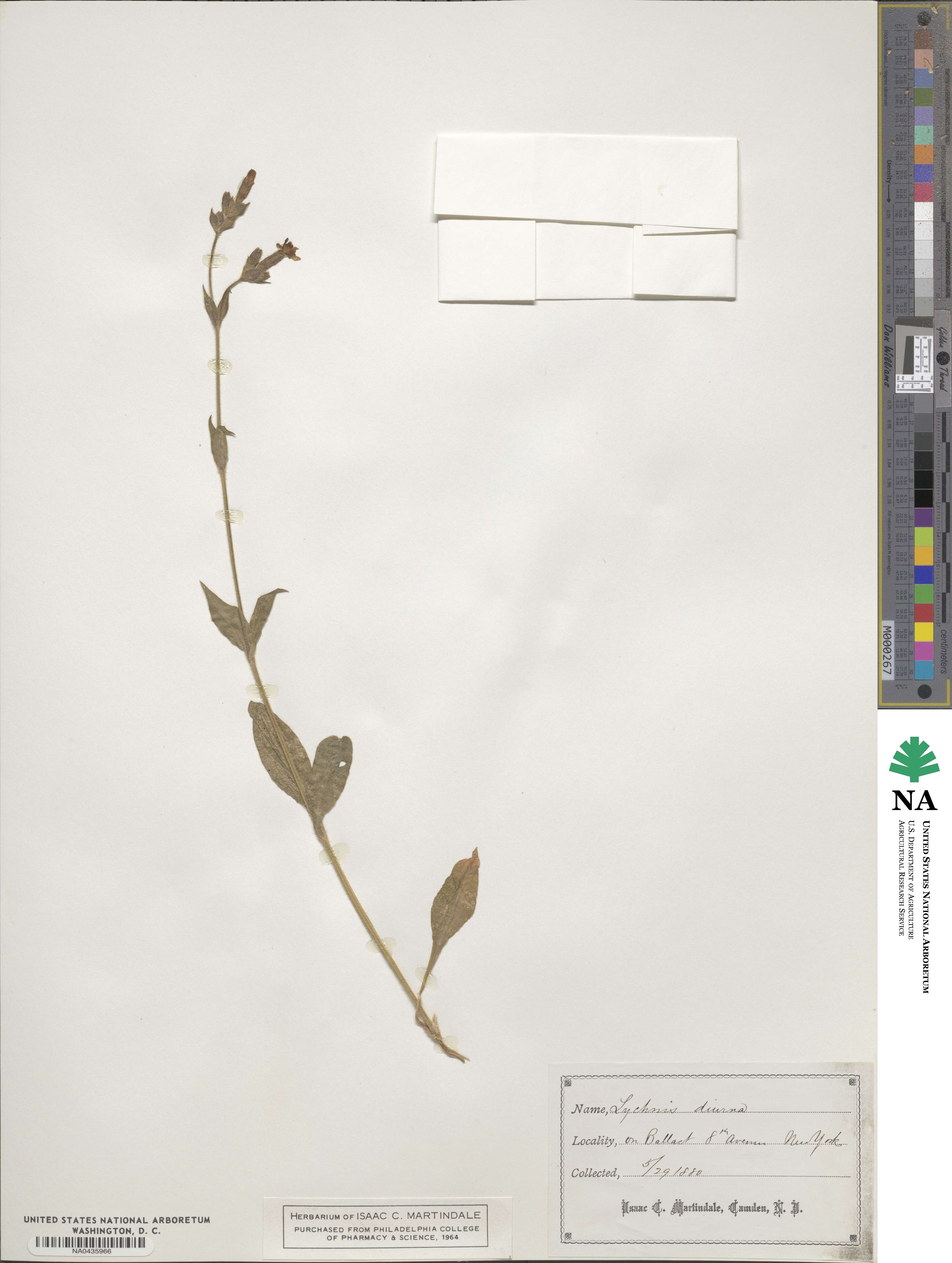 Silene dioica subsp. dioica image