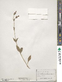 Silene dioica subsp. dioica image