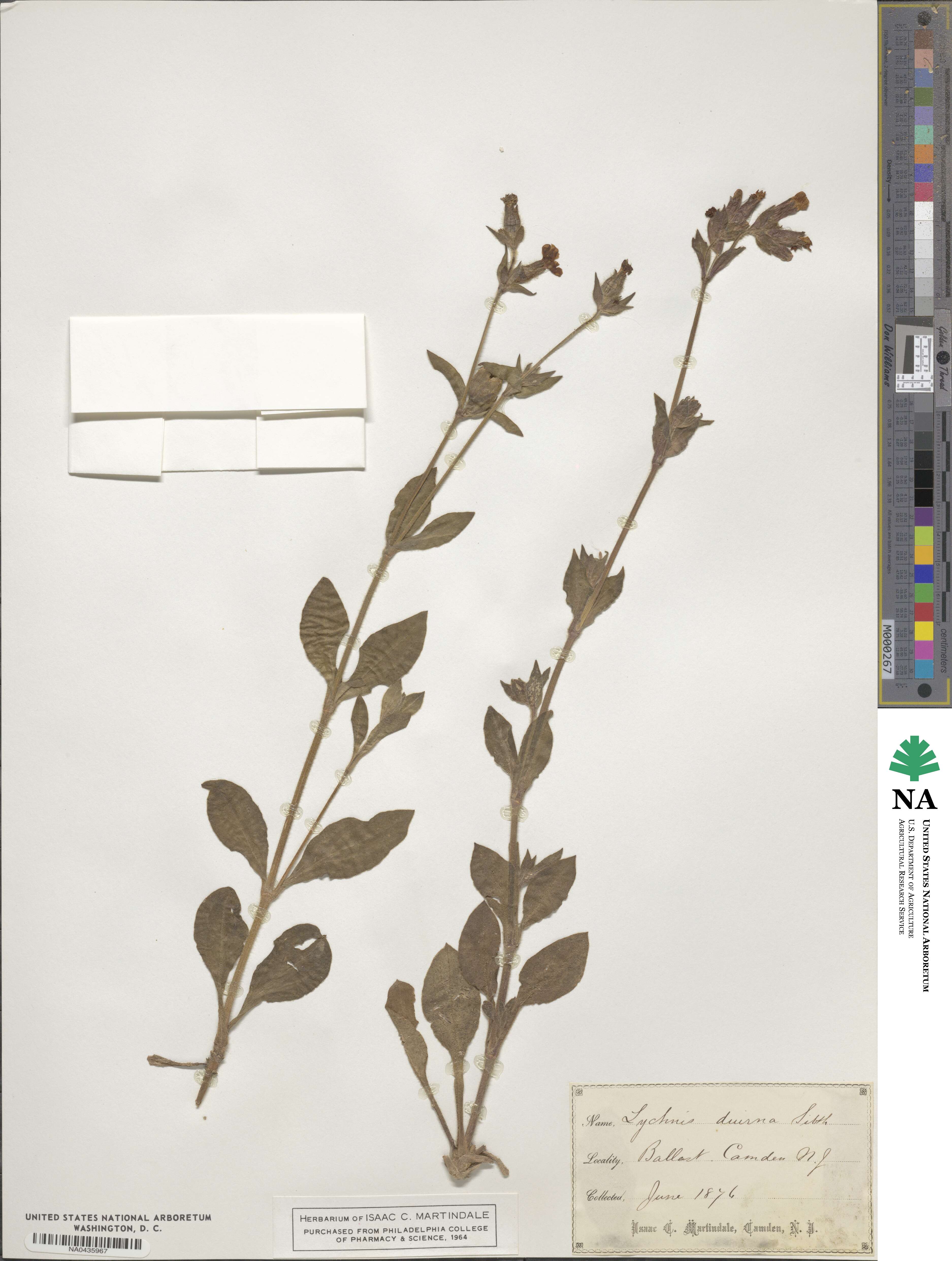 Silene dioica subsp. dioica image