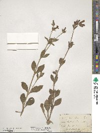 Silene dioica image