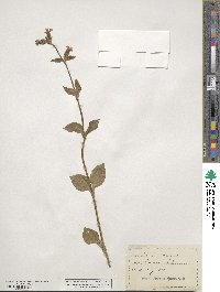 Silene dioica subsp. dioica image