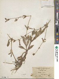 Silene dioica image