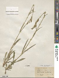 Silene drummondii subsp. drummondii image