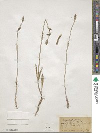 Silene drummondii subsp. drummondii image