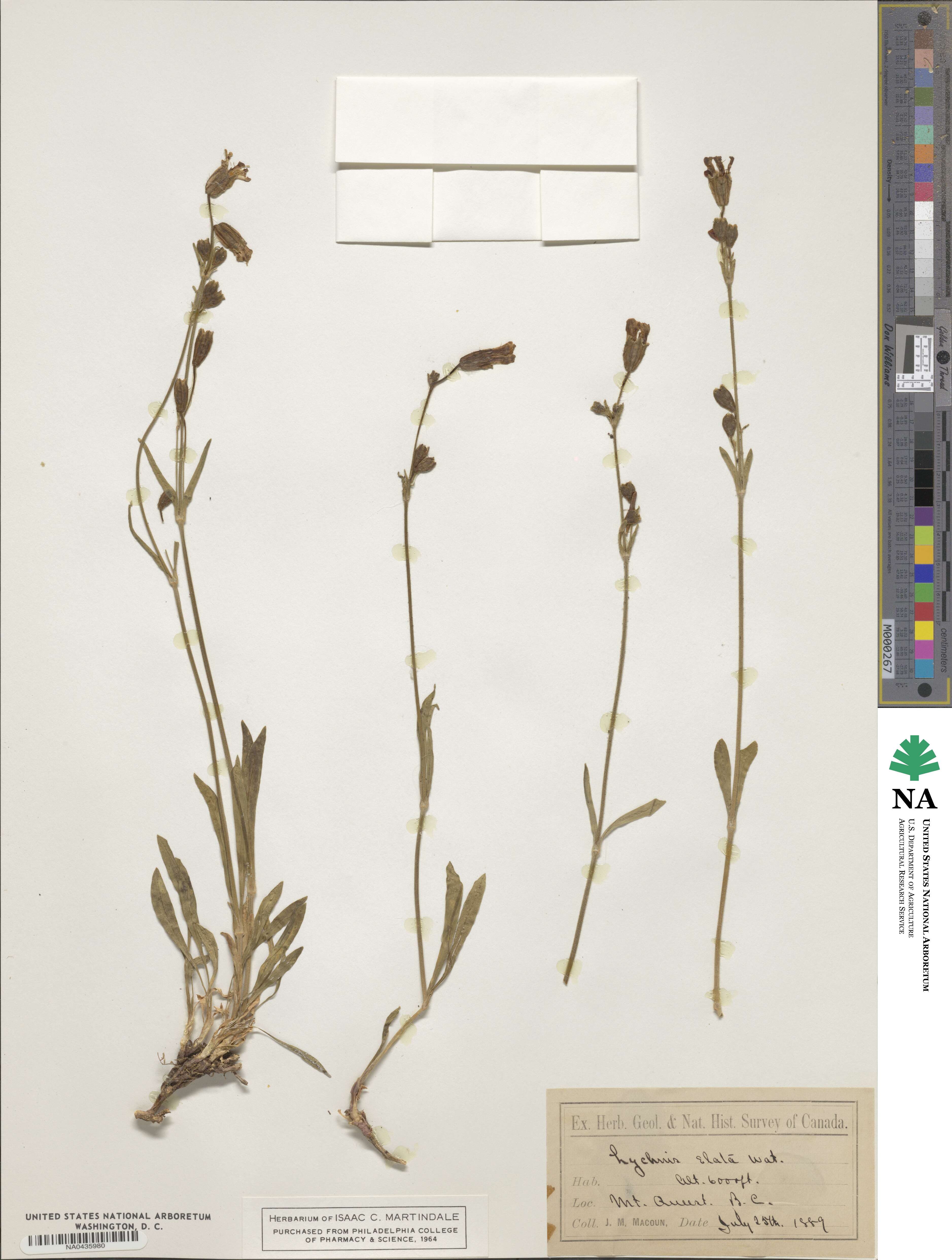 Silene scouleri subsp. hallii image