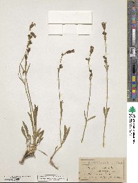 Silene scouleri subsp. hallii image